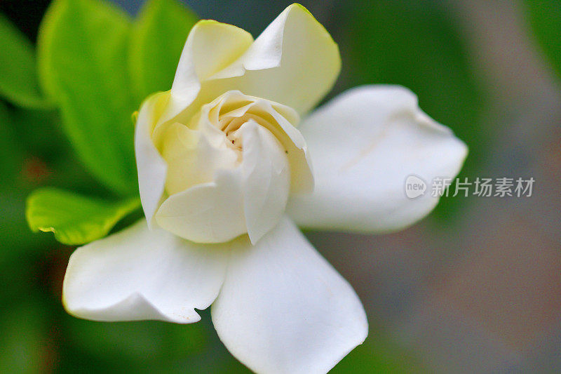 栀子花/普通栀子花:常绿灌木，白色花，非常芳香